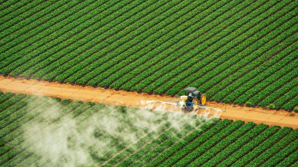 Best Termite Control Services  in Maurice, LA